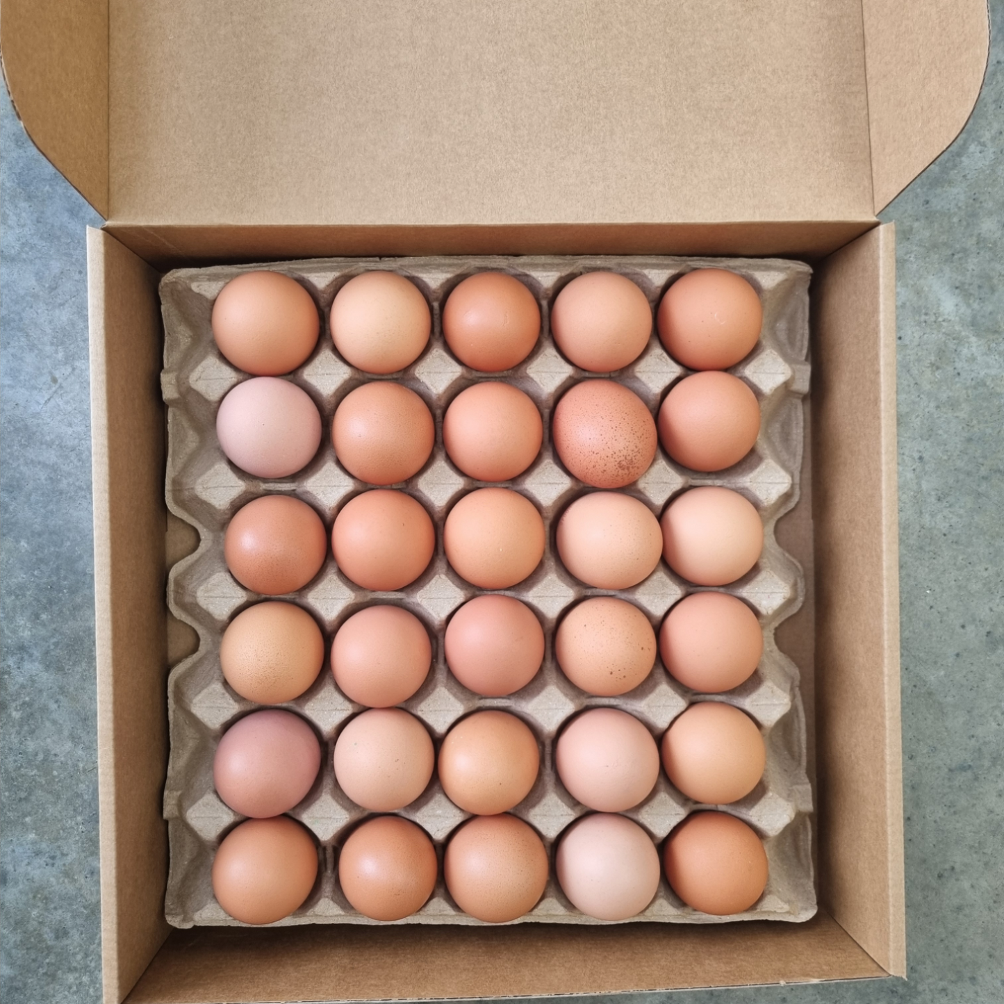 EGG SNOB TRAYS