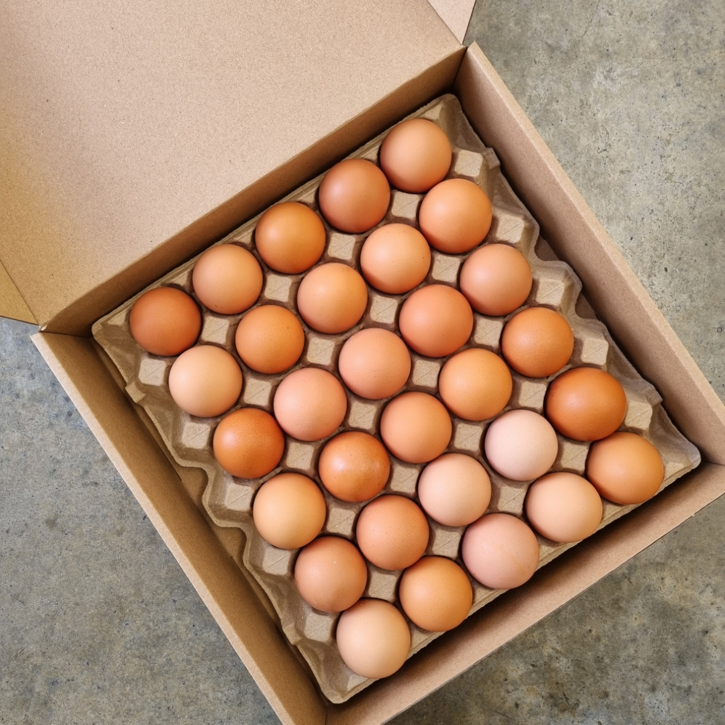 WESEGGS TRAYS