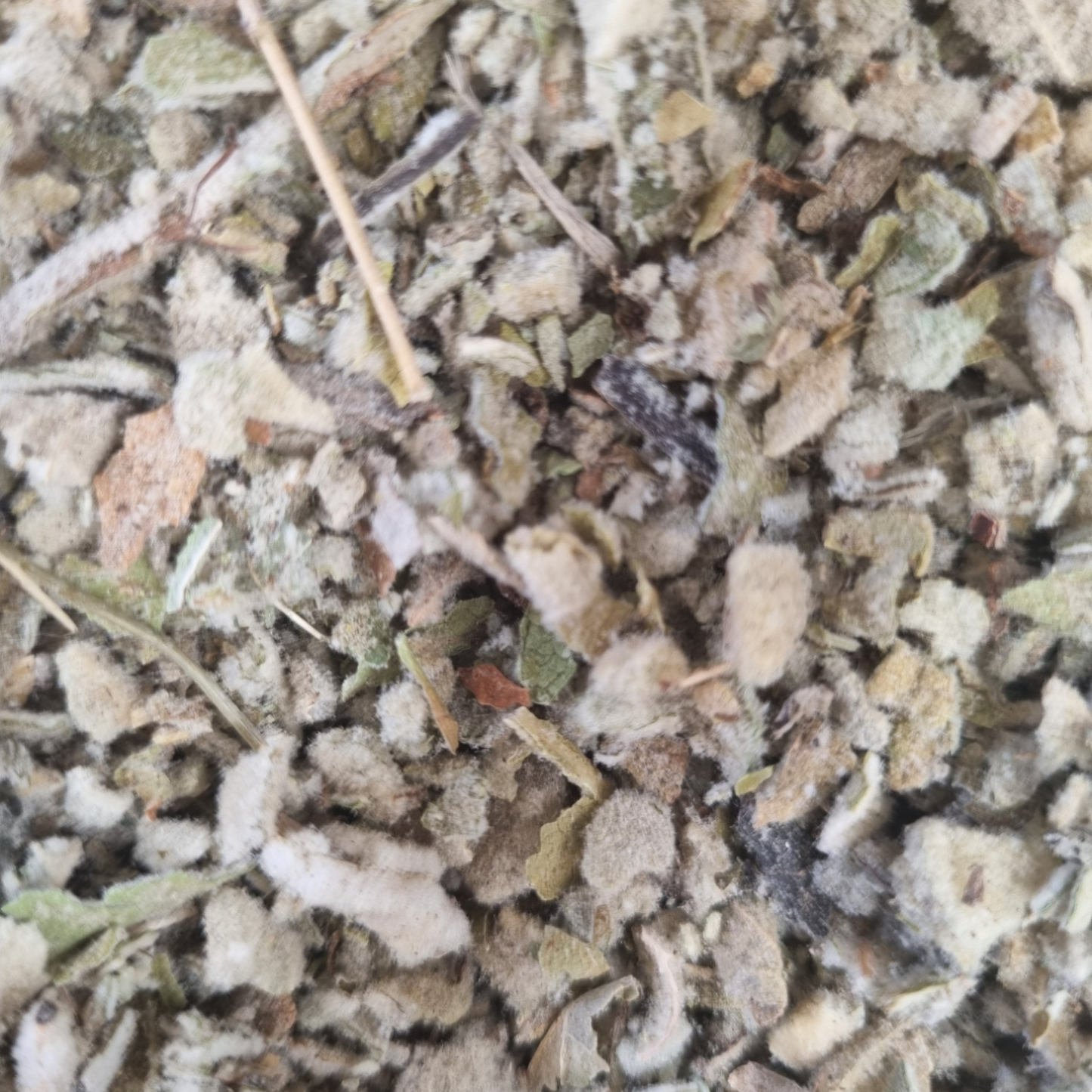 MULLEIN HERB ORGANIC