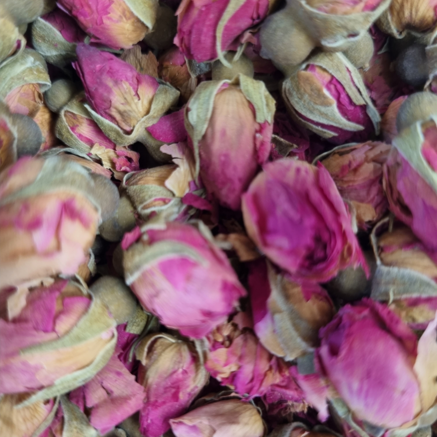 RED ROSE BUDS