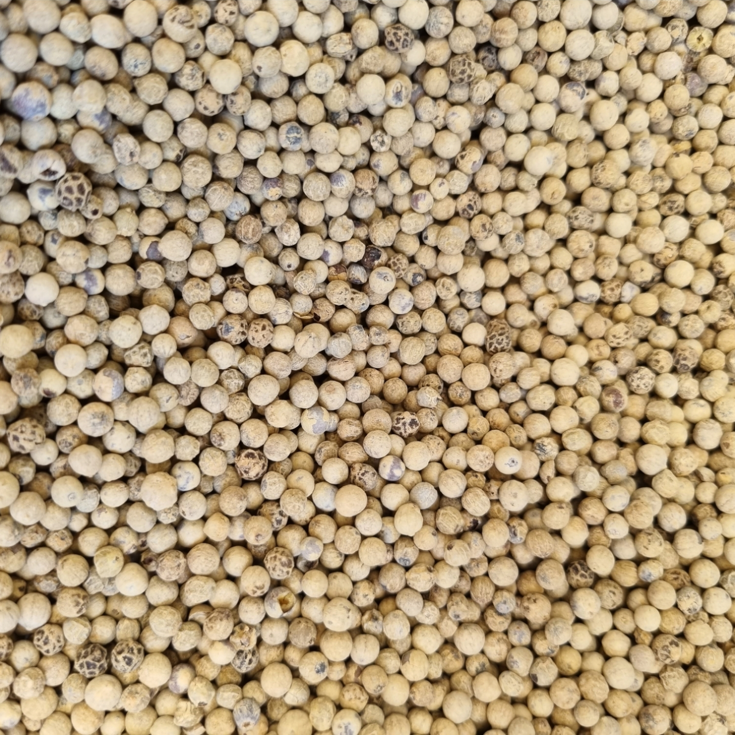 PEPPER WHITE