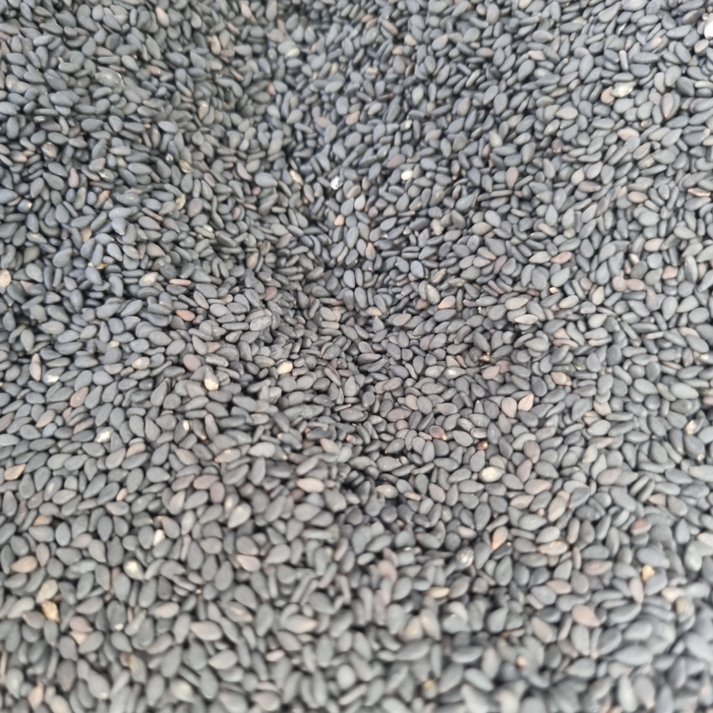 SESAME SEED BLACK ROASTED