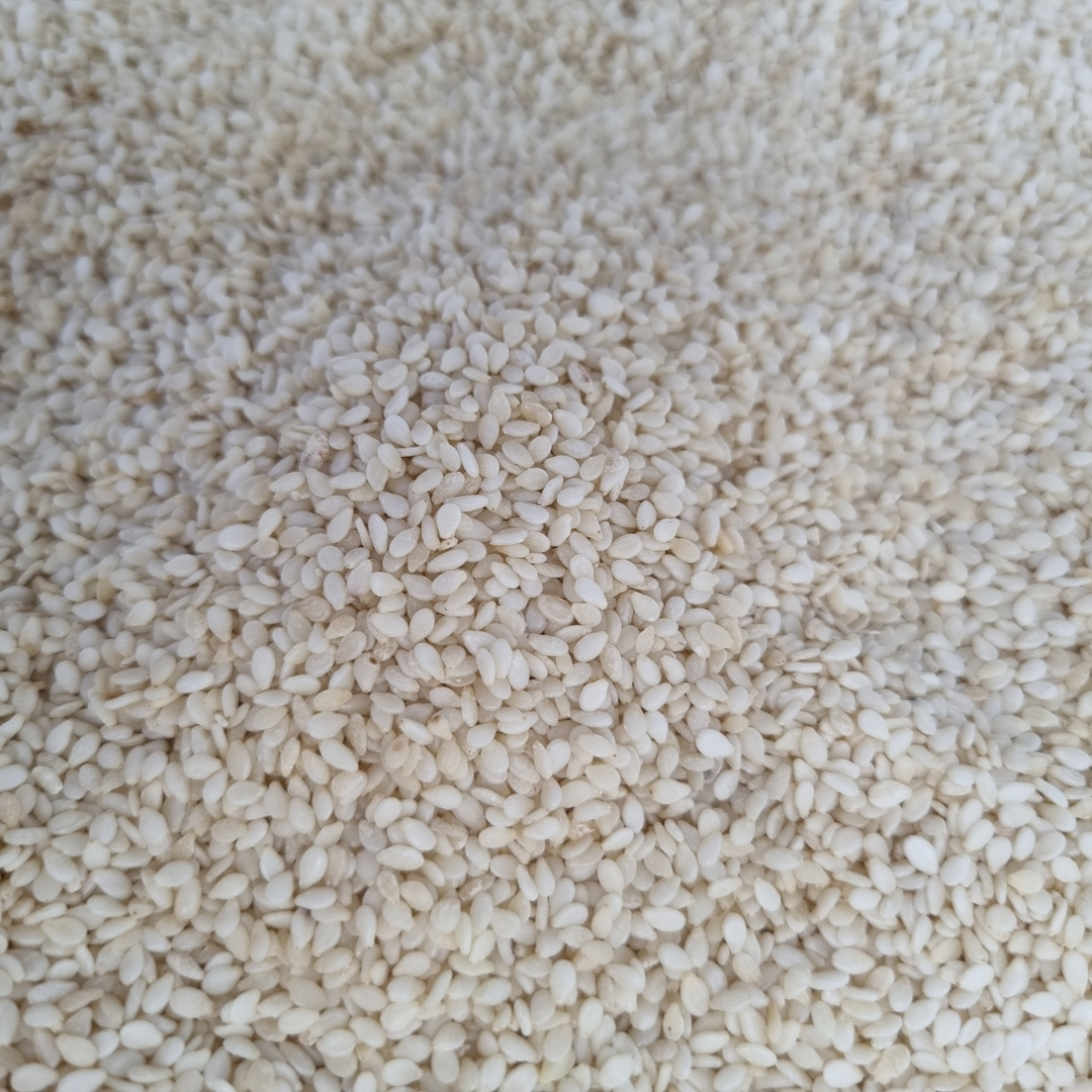 SESAME SEED WHITE ORGANIC