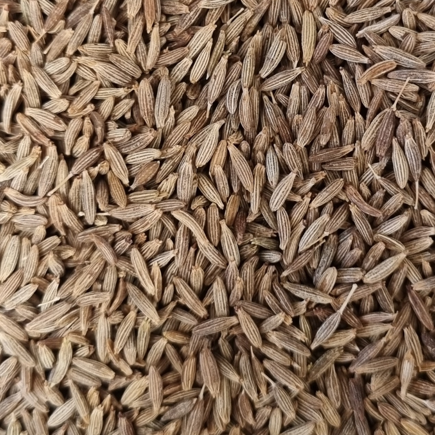 CARAWAY SEED WHOLE ORGANIC