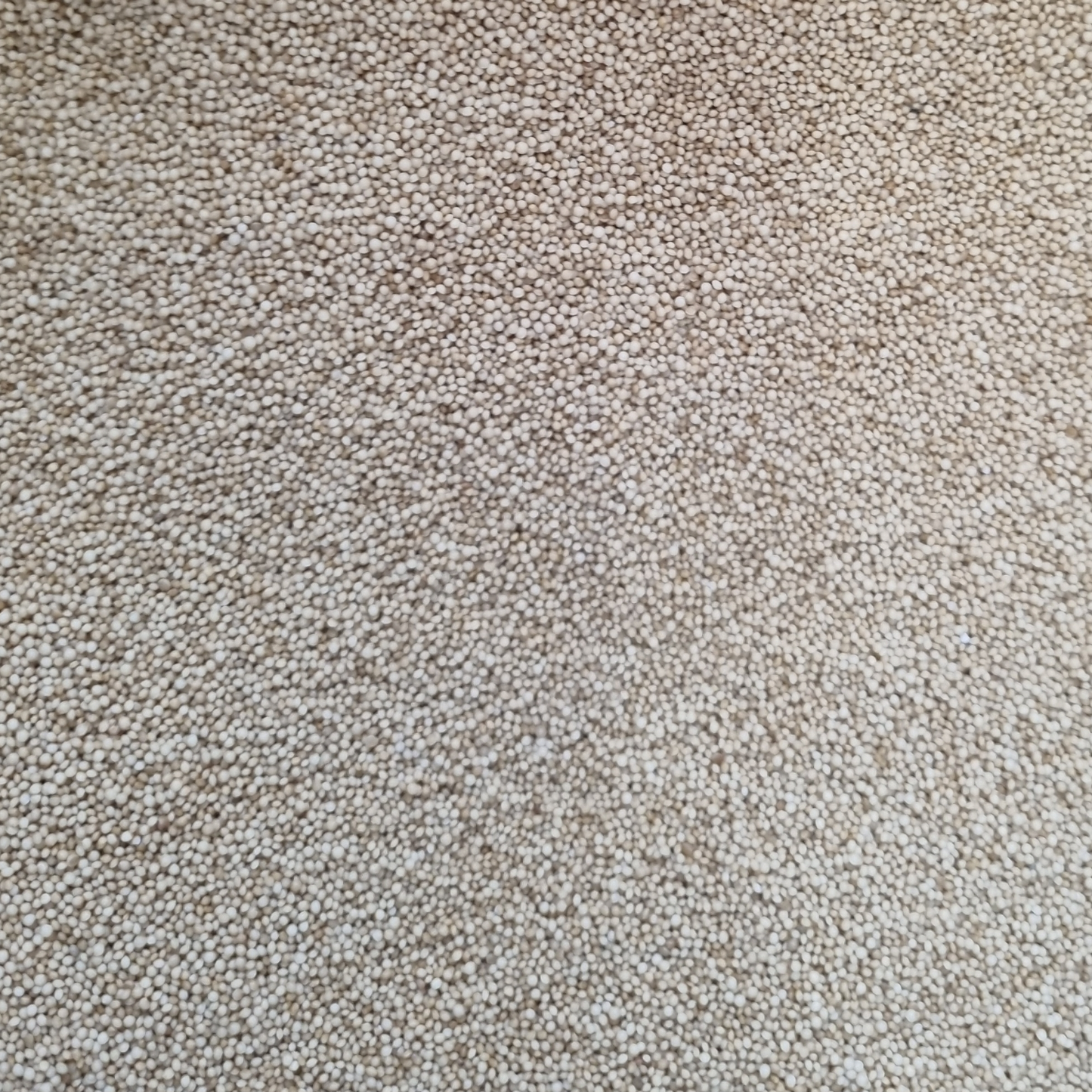 AMARANTH GRAIN