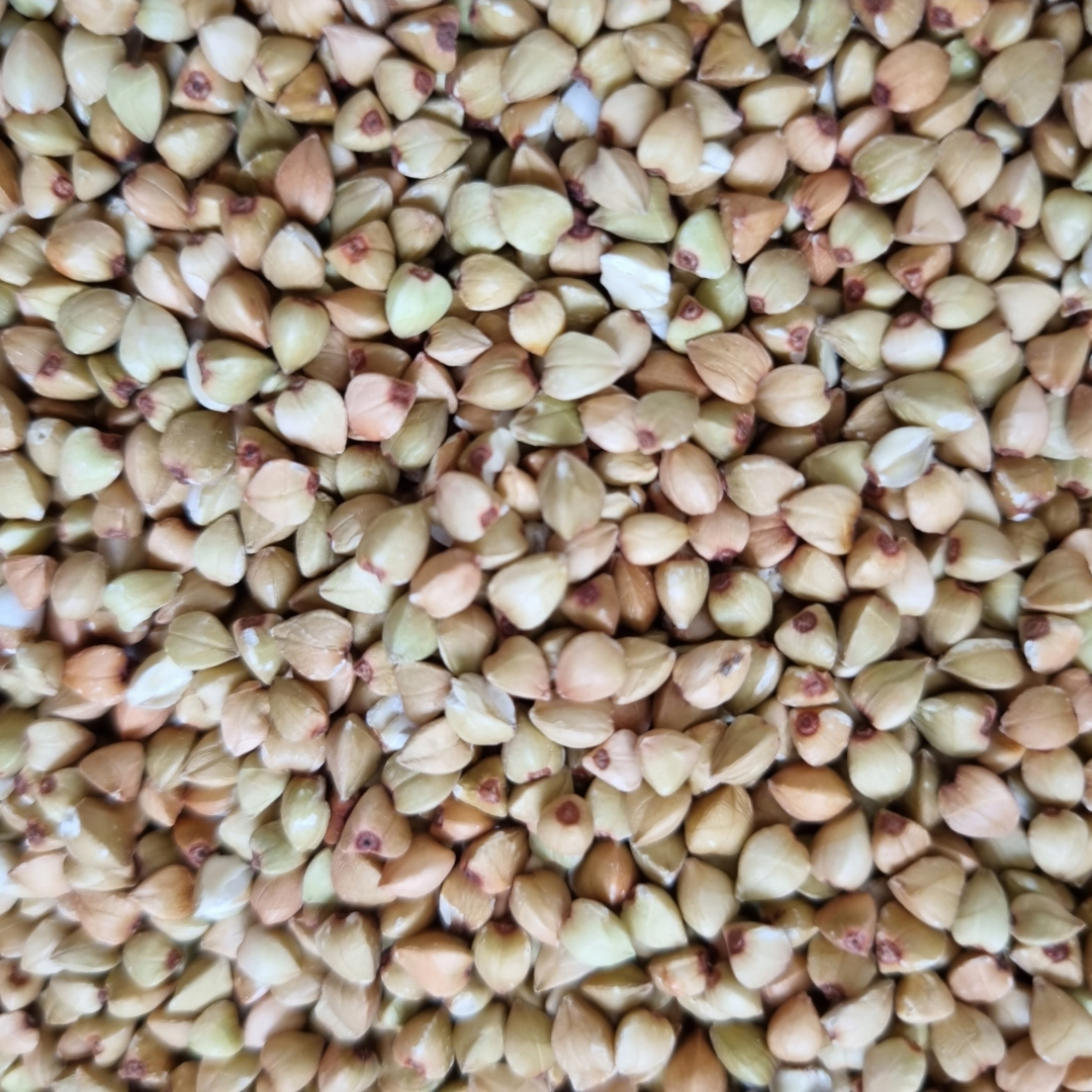 BUCKWHEAT KERNELS ORGANIC