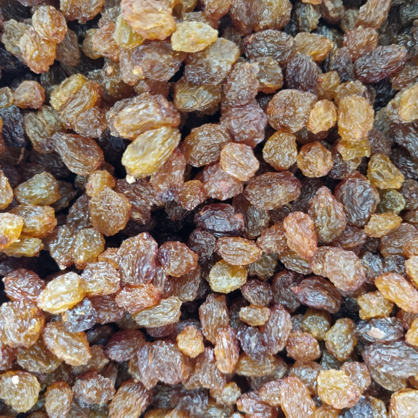 RAISIN SUN MUSCAT SEEDLESS