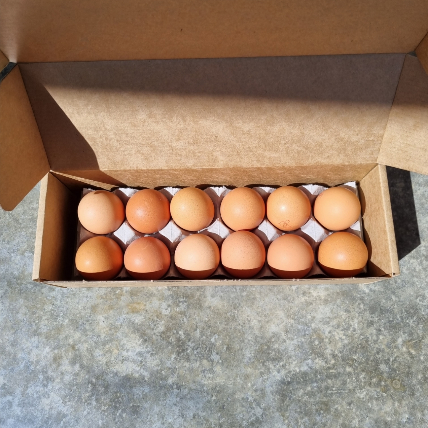 WESEGGS 800G