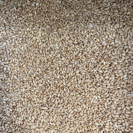 WHEAT GRAIN ORGANIC