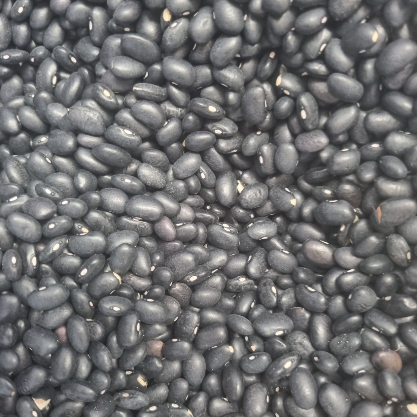 BLACK TURTLE BEANS