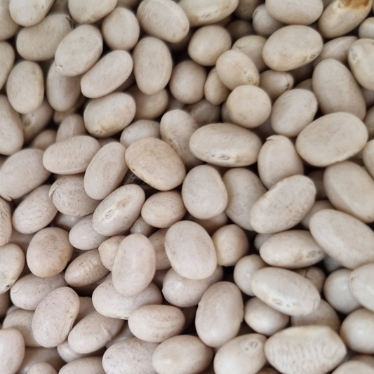 NAVY BEANS (HARICOT