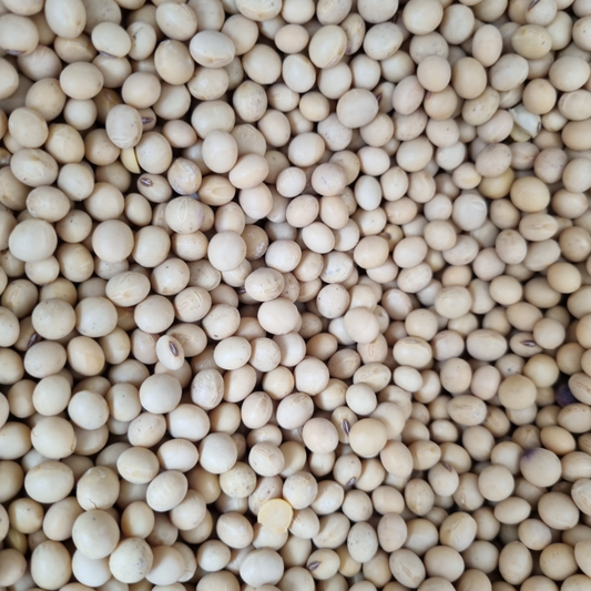 SOYA BEANS