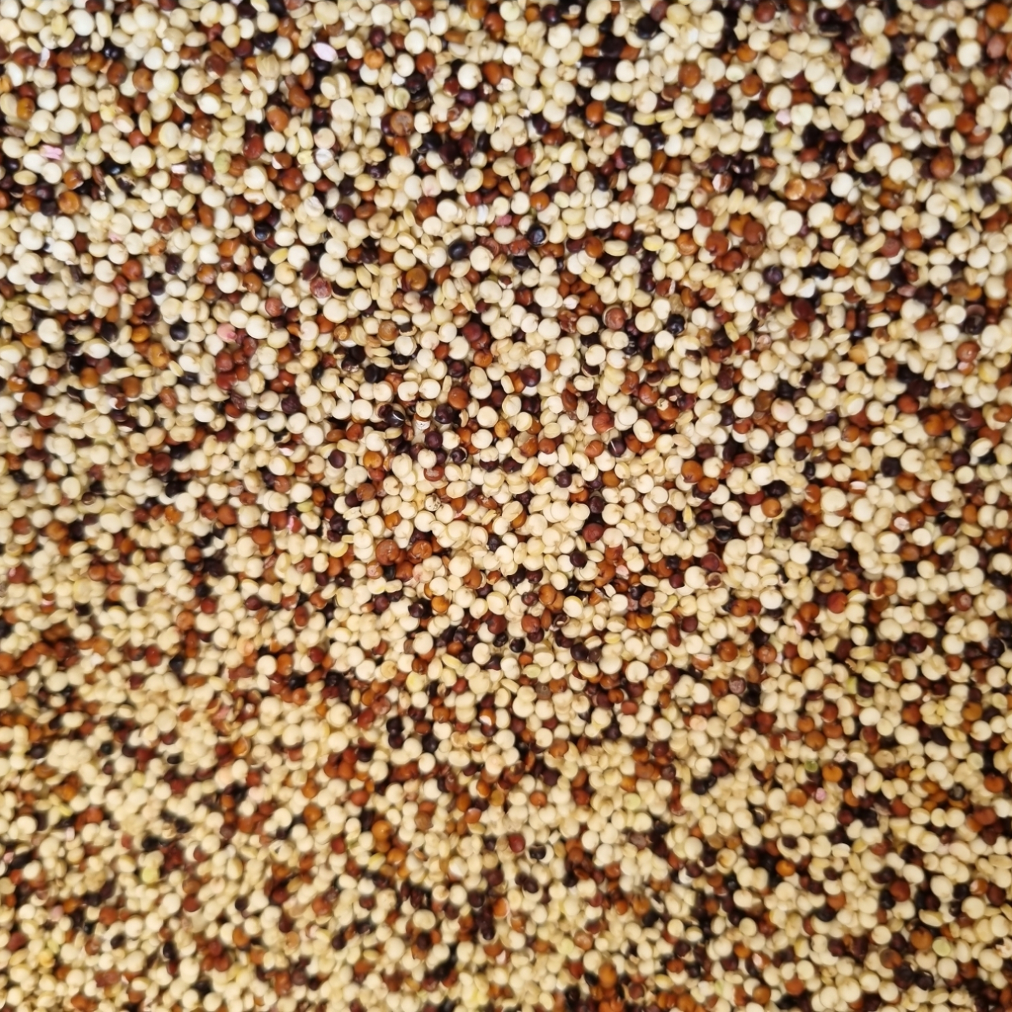 QUINOA TRICOLOUR ORGANIC